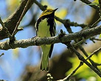 Black-Throated Green Warbler